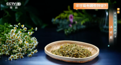 这种花是天然“消炎药”还